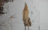 Botaurus stellaris stellaris - Great Bittern