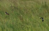 Nettapus auritus - African Pygmy-Goose