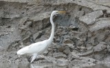 Ardea alba melanorhynchos - African Great Egret