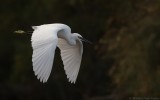 Egretta garzetta garzetta - Little Egret