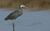 Egretta gularis gularis - Western Reef-Heron