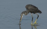 Egretta gularis gularis - Western Reef-Heron