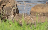 Butorides striata striata - South American Striated Heron
