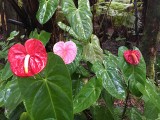 anthurium_i.JPG