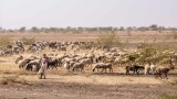 Sheep Herder and His Flock