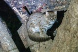 Rusty Spotted Cat