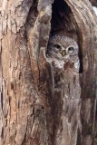 Spotted Owlet