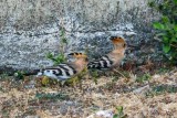 Two Hoopoes