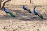 Peacocks