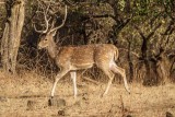 Spotted Deer