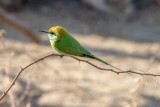 Green Bee Eater