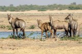 Blue Bull Antelope