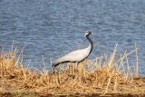 Demoiselle Crane