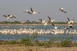 Pelicans