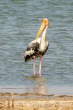 Painted Stork