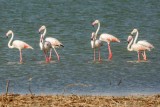 Greater Flamingos