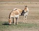  Female Indian Wild Asses