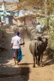 Returning to Their Village