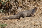 Mongoose