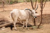 Painted Horns