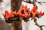 Flower of the Flame of the Forest Tree