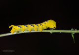 Doodshoofdvlinder rups - Deaths-head Hawkmoth catapiller- Acherontia atropos
