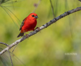 Madagaskarwever - Madagascar Red Fody - Foudia madagascariensis