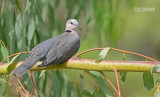 Roodoogtortel - Red-eyed Dove - Streptopelia semitorquata