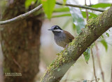 Crossleys Timalia - Crossley's Vanga - Mystacornis crossleyi