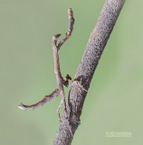 African Twig Mantis - Popa spurca