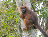 Roodbuikmaki - Red-bellied lemur - Eulemur rubriventer