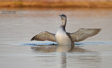 Parelduiker - Black-throated Loon - Gavia arctica