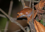 Madagascar Bright-eyed Frog - Boophis madagascariensis