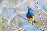 Souimangahoningzuiger - Souimanga Sunbird - Cinnyris sovimanga apolis