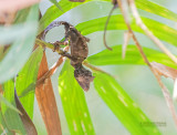Satanic Leaf tailed gecko - Uroplatus phantasticas