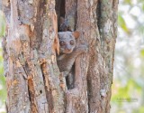 Milne-Edwards wezelmaki - Milne-Edwards sportive lemur - Lepilemur edwardsi