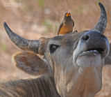 Geelsnavelossepikker - Yellow-billed Oxpecker - Buphagus africanus