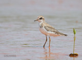 Woestijnplevier - Greater Sand Plover - Charadrius leschenaultii