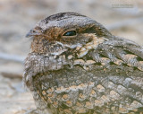 Madagaskarnachtzwaluw - Madagascar Nightjar - Caprimulgus madagascariensis madagascariensis
