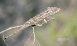 Wrattenkameleon - Warty chameleon - Furcifer verrucosus
