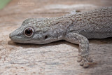 Thicktail Day Gecko - Phelsuma mutabilis