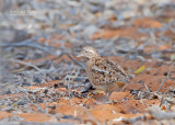 Madagaskarvechtkwartel - Madagascar Buttonquail - Turnix nigricollis