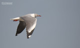 Grijskopmeeuw - Gray-headed gull - Larus cirrocephalus