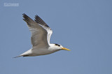 Afrikaanse koningsstern - West African Crested Tern - Thalasseus albididorsalis