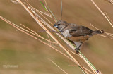 Gewoon ekstertje - Bronze Munia - Spermestes cucullata cucullata