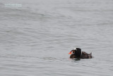Brilzee-eend - Surf Scoter - Melanitta perspicillata
