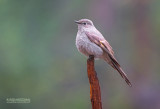 Bergsolitaire - Townsend's Solitaire - Myadestes townsendi