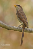 Geelsnavelklauwier - Yellow-billedshrike - Corvinella corvina