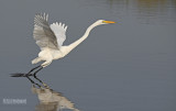 Grote zilverreiger - Great egret - Egretta alba