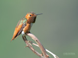 Allens Kolibrie - Allens Hummingbird - Selasphorus sasin sasin